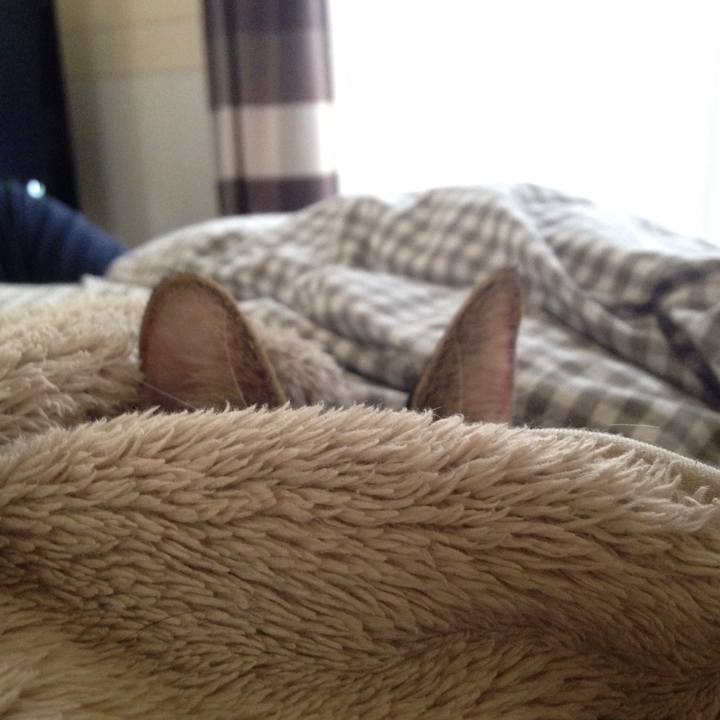 4d2629e4 2c5d 46fd bb0b 40d552bf2eb2 1510383366451