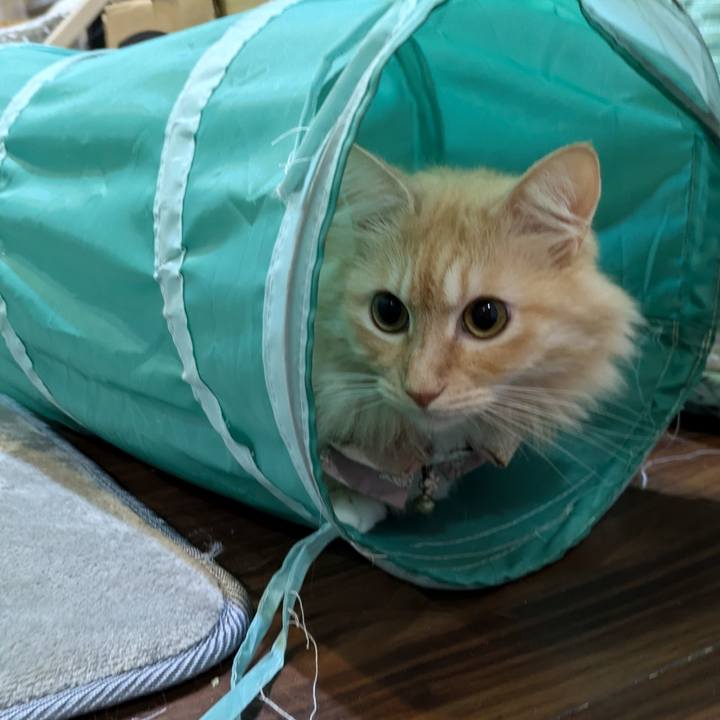 4d265373 4f4f 4723 a9d7 dcb4d8745bae 1729677797473