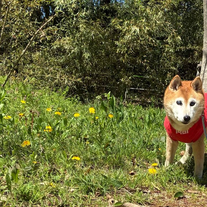 4d268b91 d9ab 47be a60f 9f406dc2748b 1775624986720