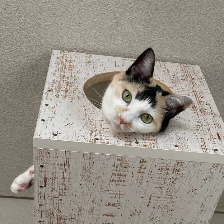 4d28033e 152b 4a15 9509 3babf81f85a1 1751932316726