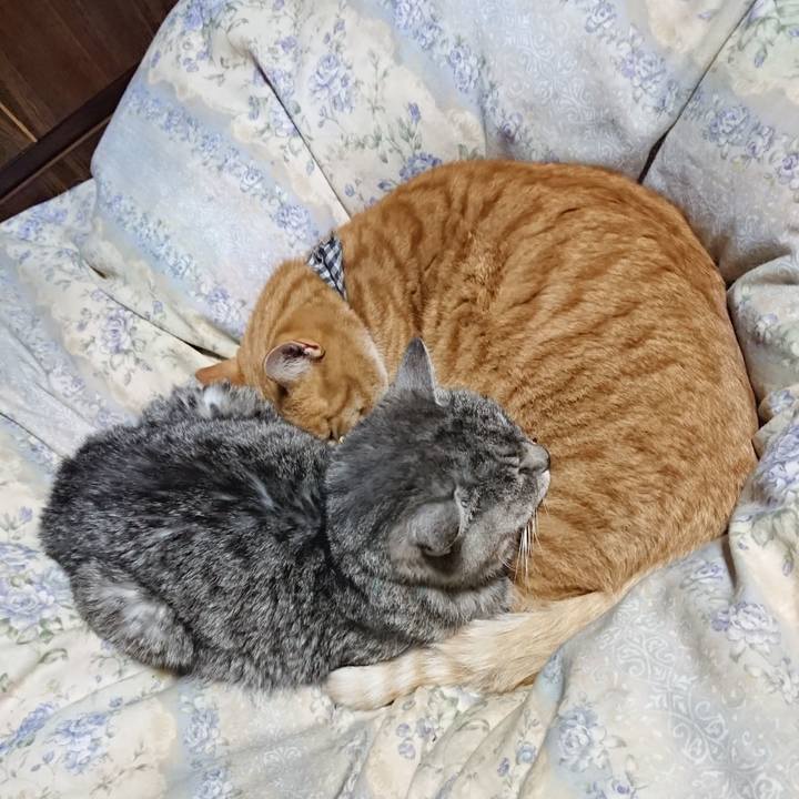 4d285432 dee7 43c5 ad64 5ac2e9ef3e1b 1575980936152