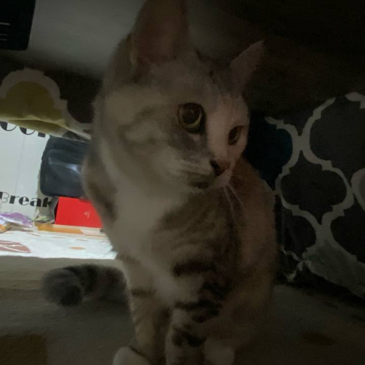 4d28bb71 847a 4cf2 9643 e03cef93a761 1774435616017