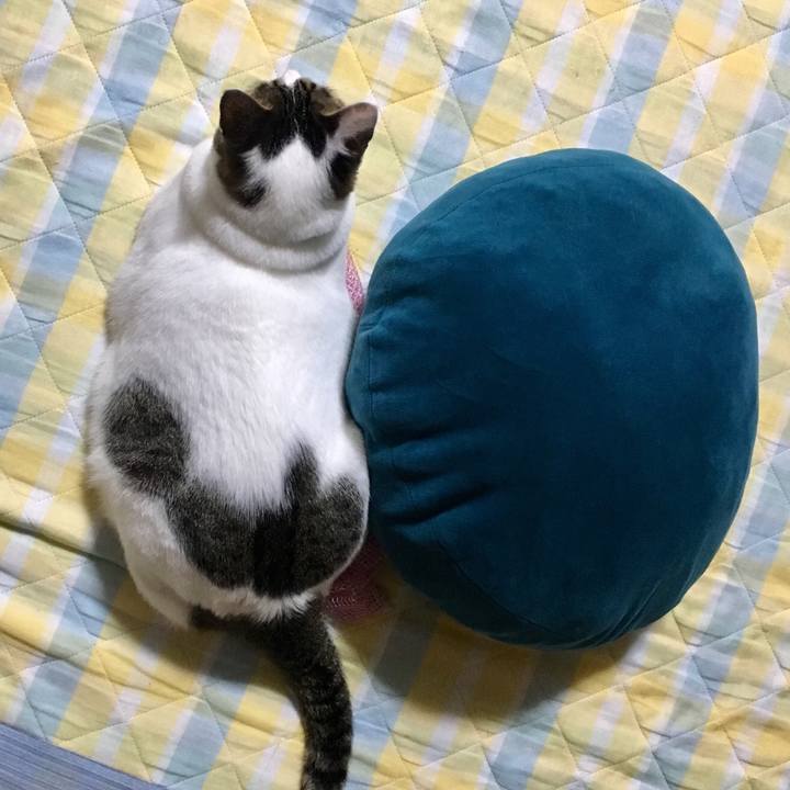 4d28d954 918a 4211 887b ed1bfa9864d3 1533307420704