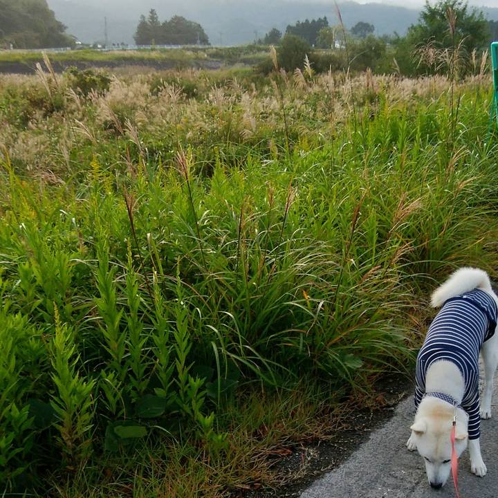 4d290285 d046 4018 bedc c7cefe1708fe 1507897569131