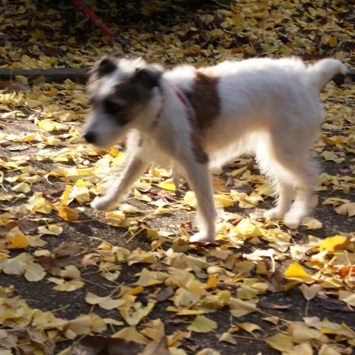 4d29dd6e 28db 4e8f 91ff 7cdc91f37174 1543875376346