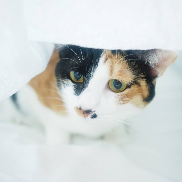 4d2a42b6 f3a1 4634 be73 342dde2542af 1518333420112