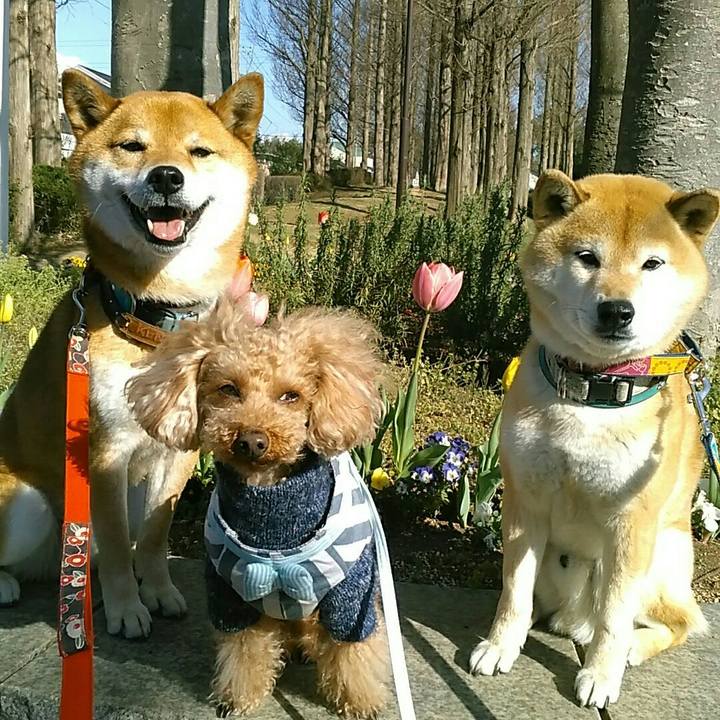 4d2abf2e d215 4a42 bb13 f0b11a1d4746 1554794099852