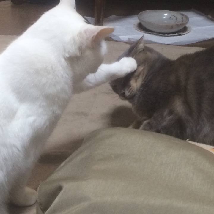 4d2bb6bc 5e2b 49c6 ac1b 1aafc314a056 1543237324051