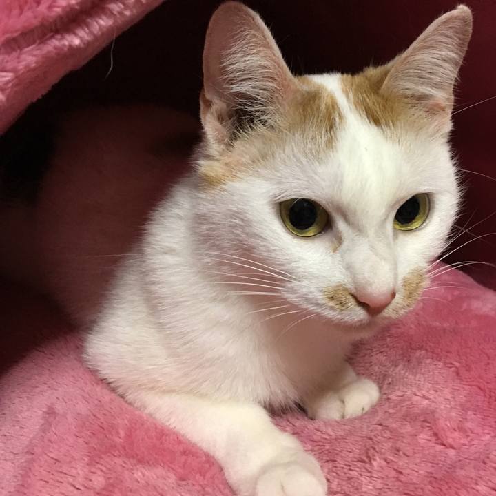 4d2be38c e9a1 4403 8590 b388a646212e 1511090652143