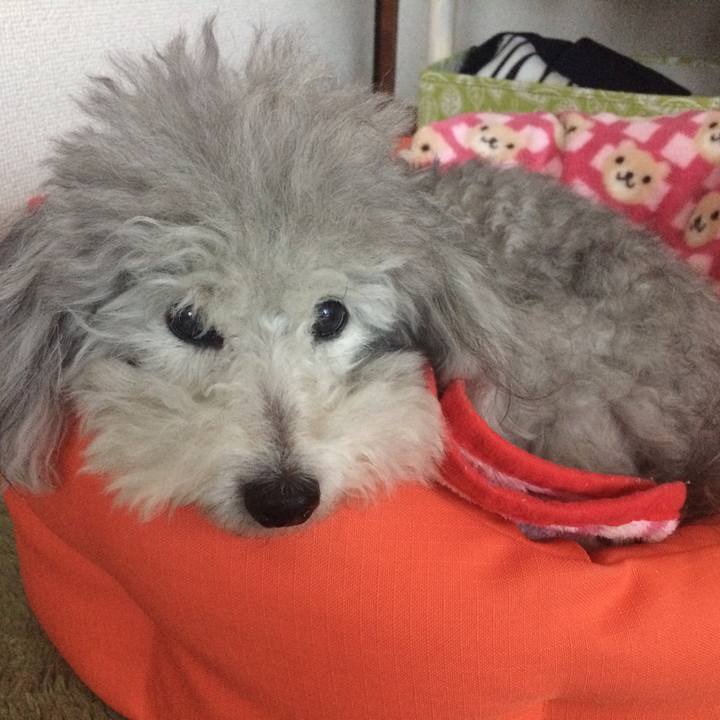 4d2c99a2 4840 40a9 8053 38cfa0483e29 1513810517976