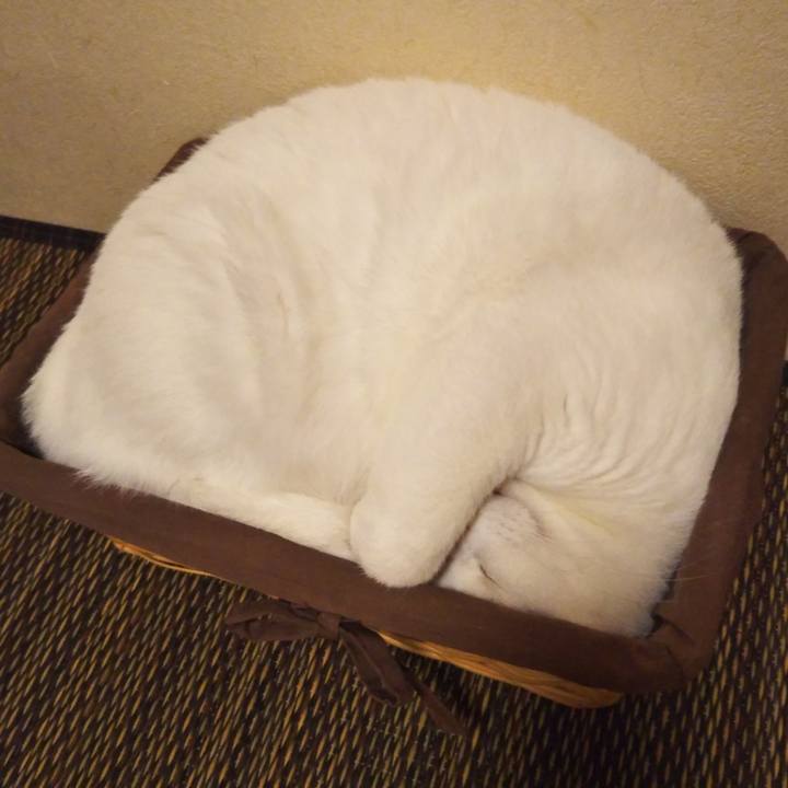 4d2cc1e0 c739 42fb 8e0d f726fa106e76 1574687898701