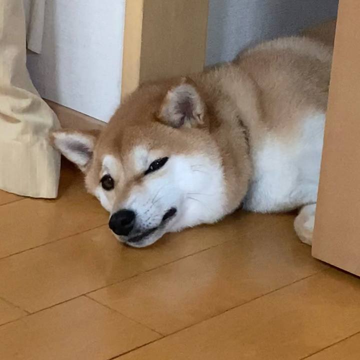 4d2e3b00 4f36 42ba a254 ffea5a7f8987 1655503195067