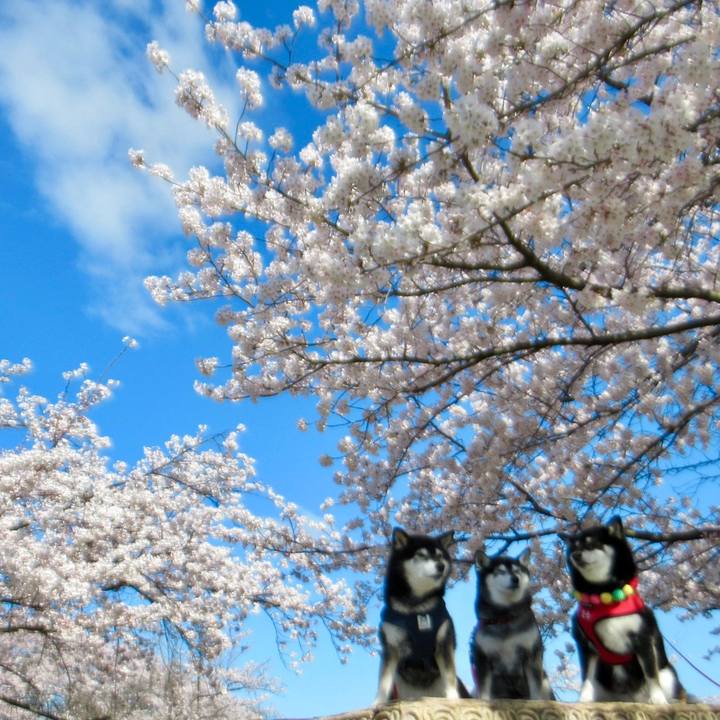 4d309201 d436 4349 a61e fa9367fd43f4 1712739751186