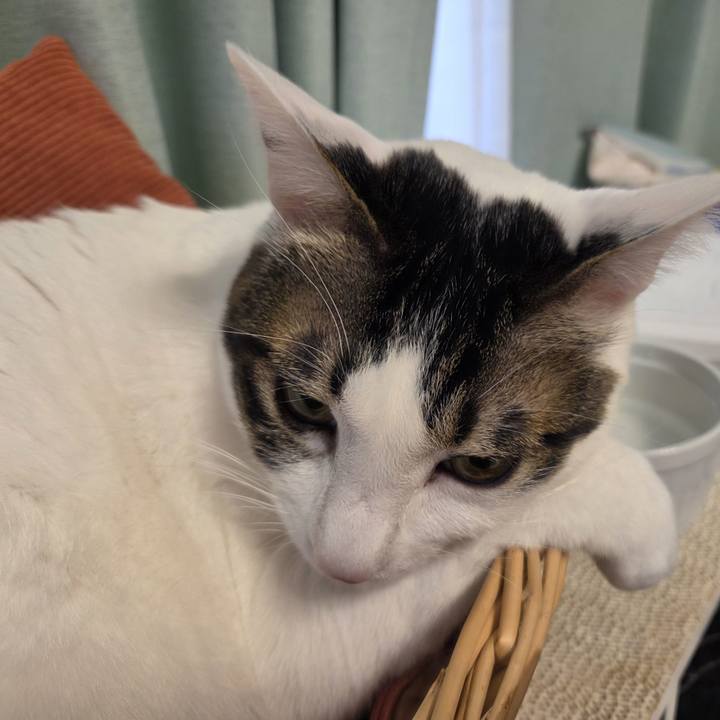 4d344019 6608 4681 a7da 1d0e7b3ee510 1741043040656