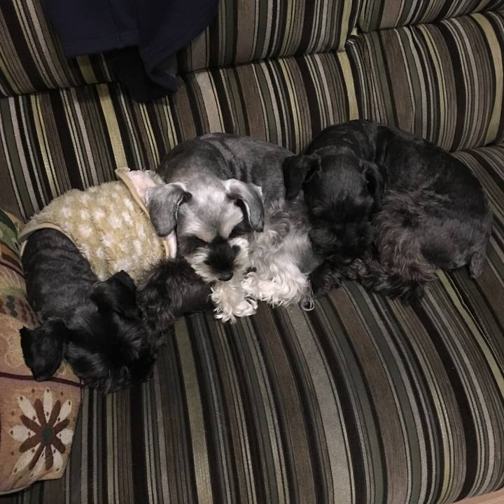 4d353290 9649 4b96 aa63 6b114321716e 1513197789593