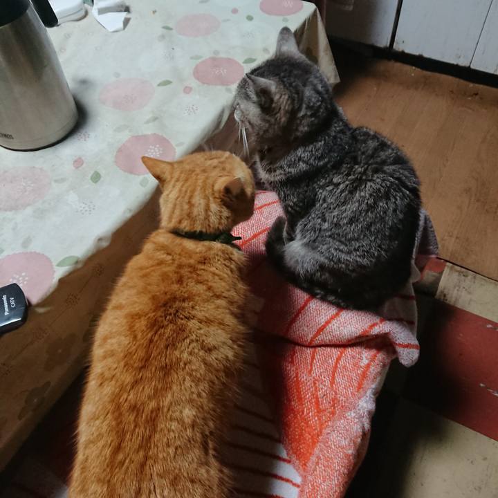 4d353f10 f8ca 4004 8046 f5fddd2800dd 1584220308028