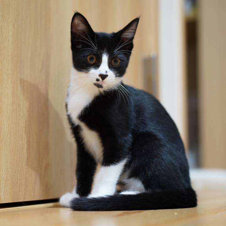 4d356a9c 0df9 4787 9b21 fe2ea2a15cbd 1570785867337