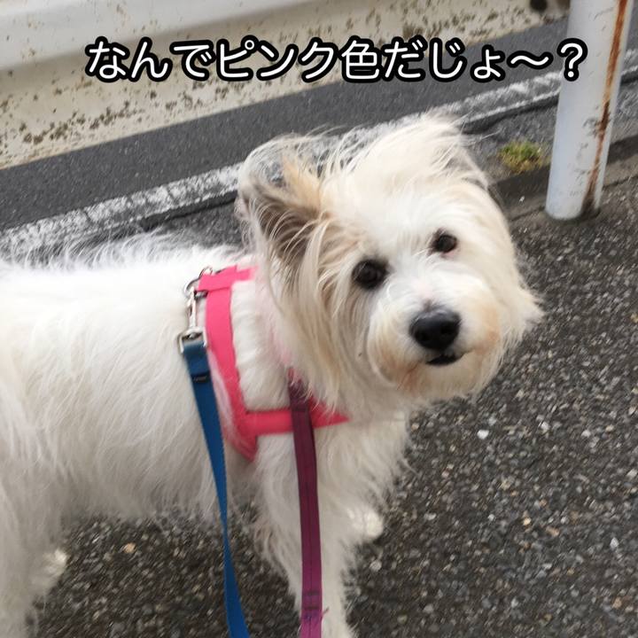 4d3778da da2b 4082 8ad6 02f721f7d786 1590515310566