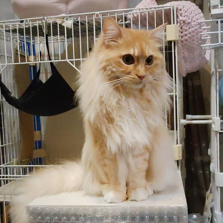 4d3878c4 7ebb 4c7a 988a 5a8875861902 1715518932288