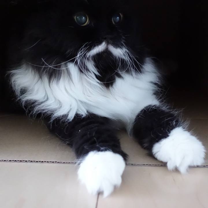 4d3bc0ae b25c 4bda ad40 6c5b38a58cf8 1512694933972