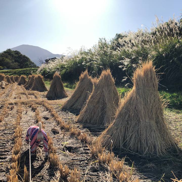 4d3ffe1c 3de9 4172 b44f 521293716c84 1570622048802