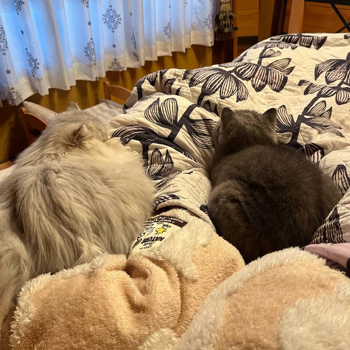 4d407c28 5713 43d7 b783 573e895b9d5c 1738885234486