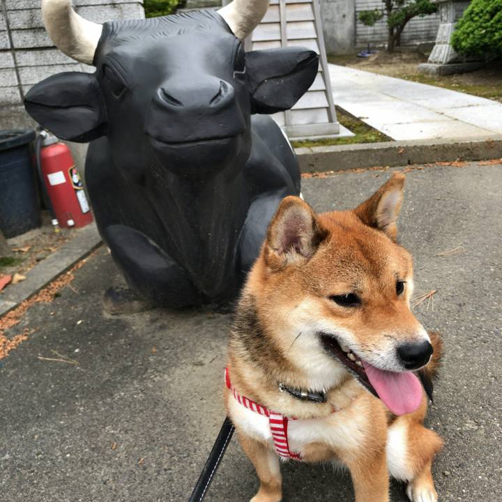 4d420529 d4b7 4507 a1de ad34c9661746 1526110591267