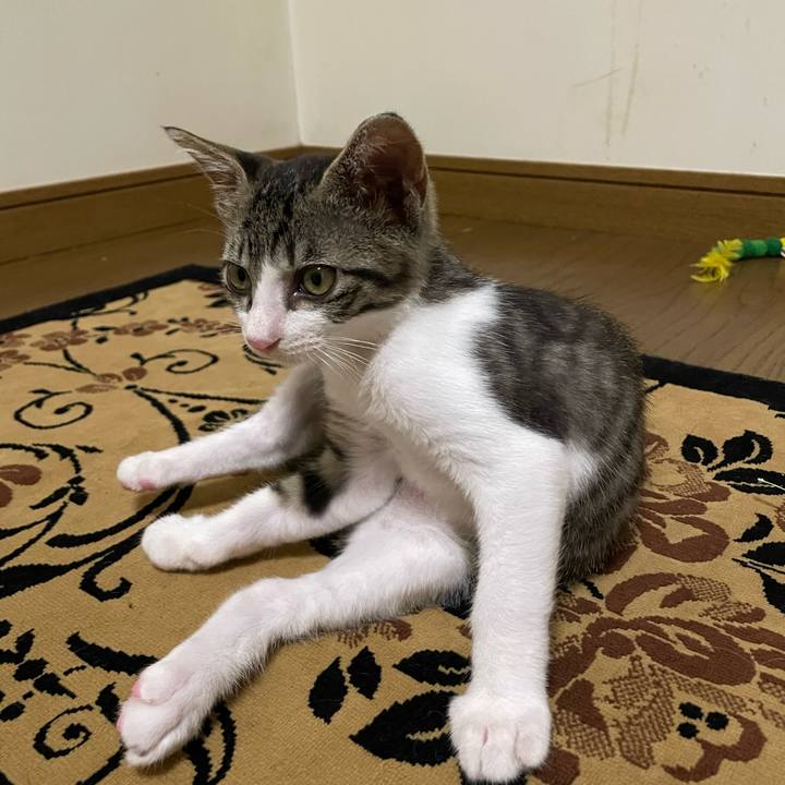 4d4419eb 0638 485f 90e2 47ea40c26d00 1722614287160