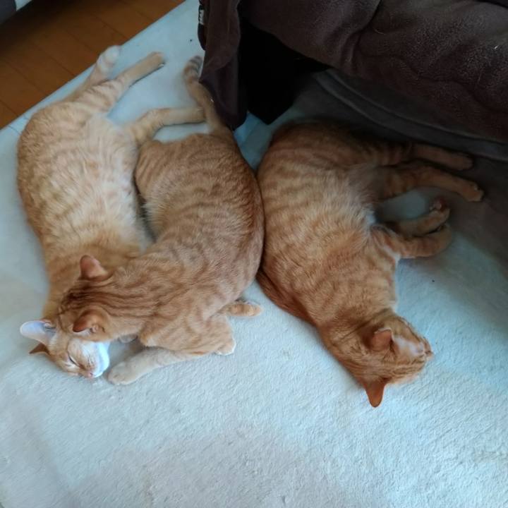 4d454588 6fd1 44a6 accc 5e6b0c2da1a3 1583578902952