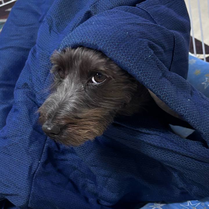 4d4545f5 af9f 41f9 84de 0bce4dc38534 1760782450799