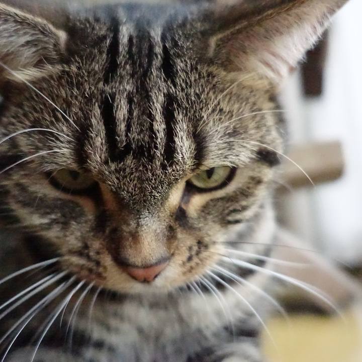 4d47e2fa a72c 4208 841c ae0498100e10 1532501109936