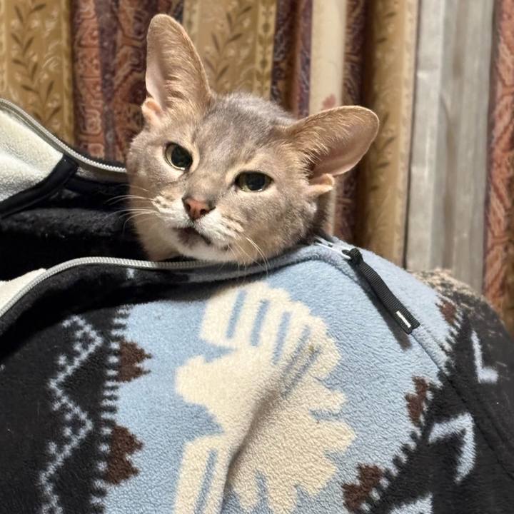 4d4831a5 8492 4979 ba1f ea6ae75facbc 1764718498333