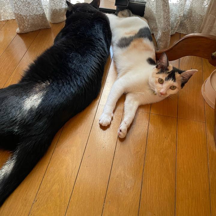 4d4adb9f b207 454f bdec 35f1c6ef5f6b 1664585209576