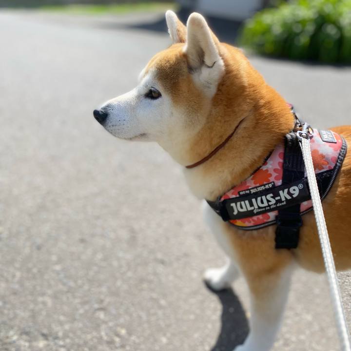 4d4c2cce 5295 4b35 aa3a f64fc2cff79d 1685070539400