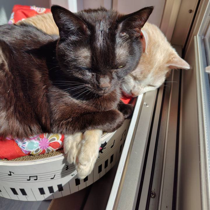 4d4d33b5 ba89 49e9 84ce e6b7f5a5ef42 1741321003256