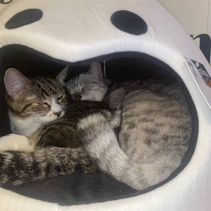 4d4e1586 d4c2 4c6c ad29 b291d9f65b9f 1730457739131