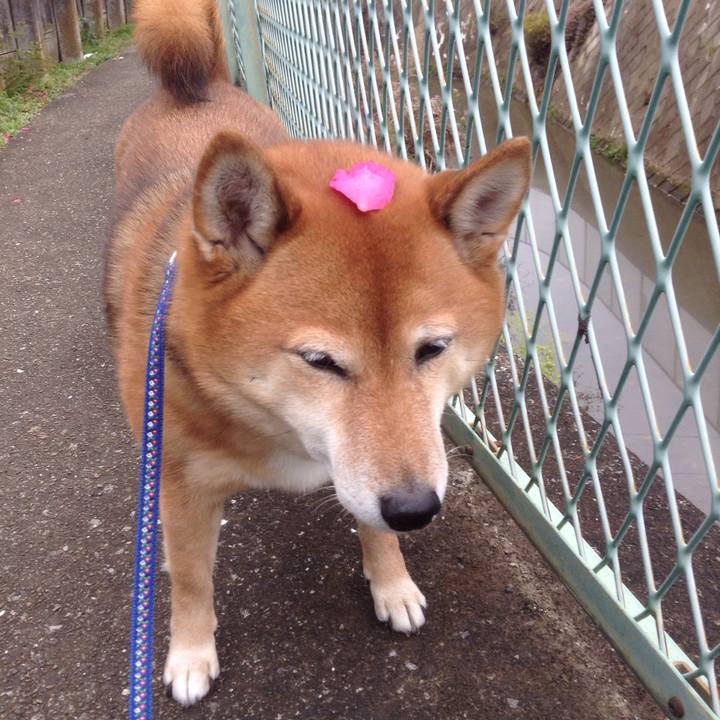 4d4f0087 8462 43a5 8fae 9ee606c5b7d3 1544678158683