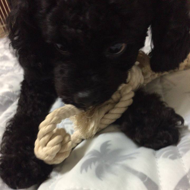 4d5148b2 8823 4c53 b38b e721b12fc71c 1508574089359