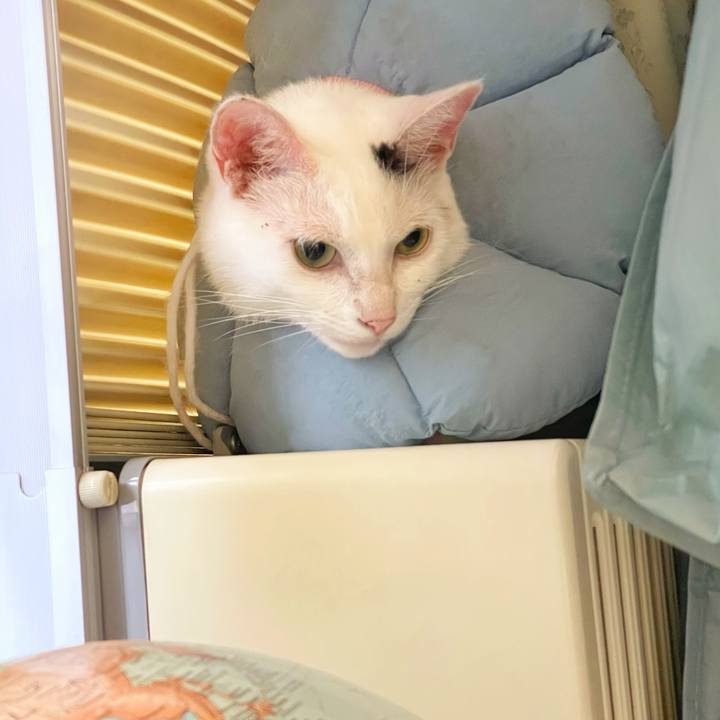 4d514ef1 39f9 4de2 84c3 30a160cb554a 1759963828057