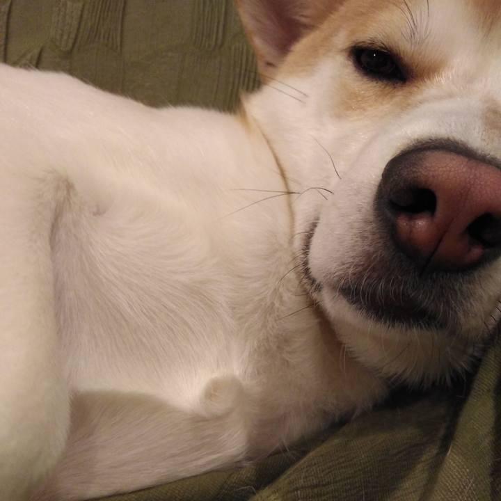 4d51eb75 4398 4c00 8753 9475d4b79d87 1512987787902