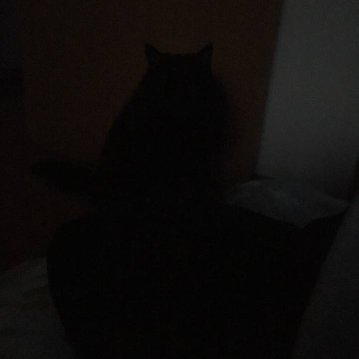 4d548686 0d53 4fd2 814f a5246372327b 1544658507850