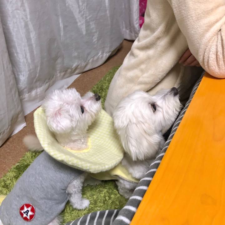 4d56fb4c dff1 4728 9e73 39962be67a1c 1544834115787