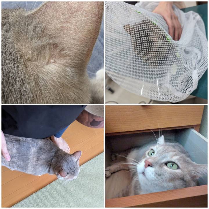 4d5a25bd f3af 4e73 bbe9 c18754f1a1fa 1758004158118