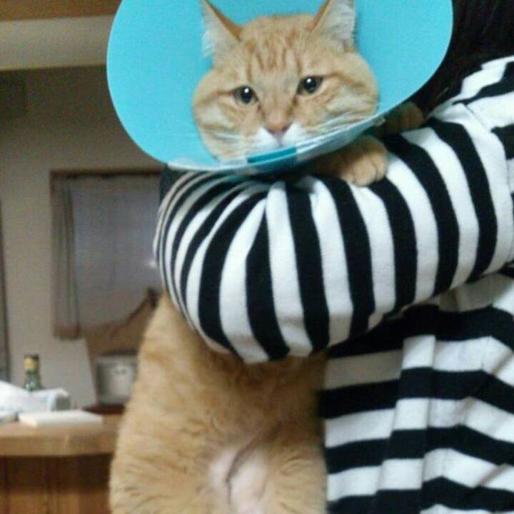 4d5a5a03 408a 48d1 b31f 3420706acc1f 1529885506522