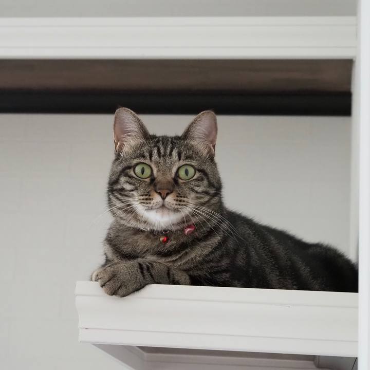 4d5a5a58 6907 4fba 8961 a1f4a122ed93 1596754014530