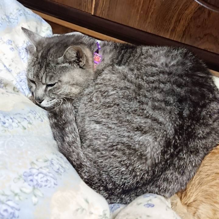 4d5c2e50 0a74 4c16 b9ef e719ea91213d 1590153533119