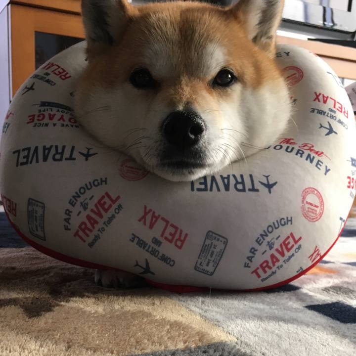 4d5c7177 9221 4b6f 98b1 08247236c81e 1585271746376