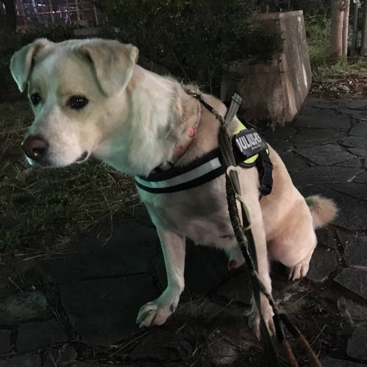 4d5cba56 76a3 4743 8836 eb5ee70e973c 1541416832657