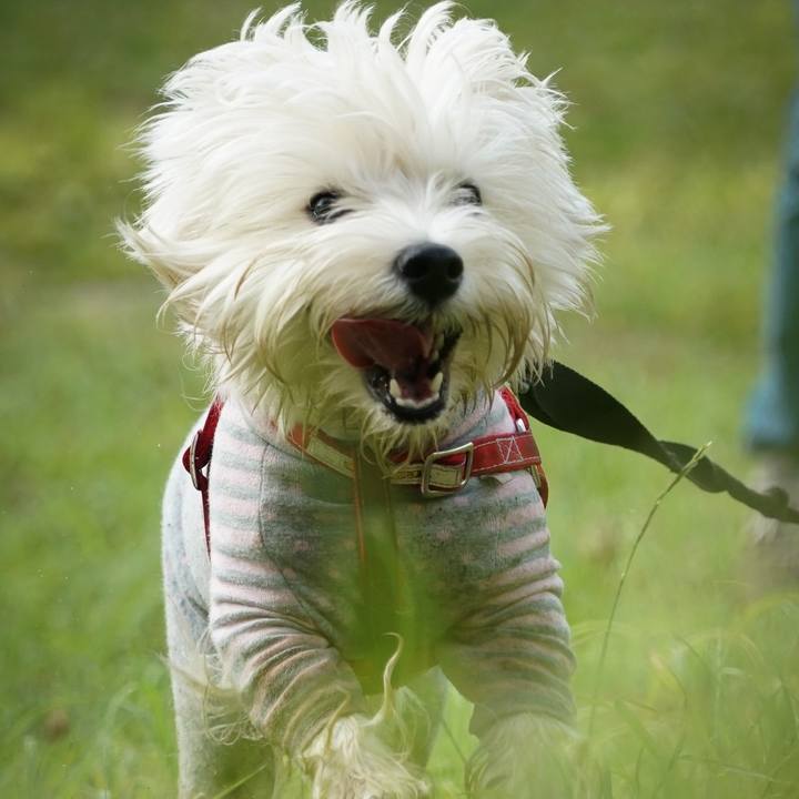 4d5f4e84 2205 41e4 8b8b 99c24cb24f17 1528201519780