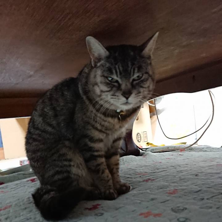 4d5f5775 1584 4f26 87ba 77e62455459e 1552467784422